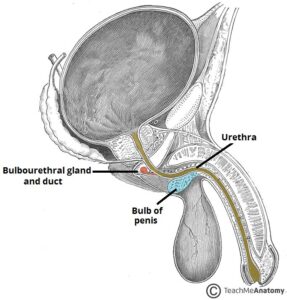 cowperove bulbouretrálne žľazy